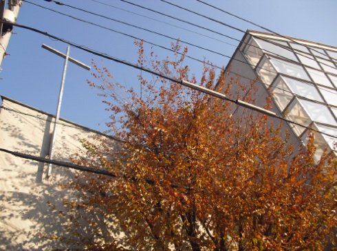yoyogi4.jpg